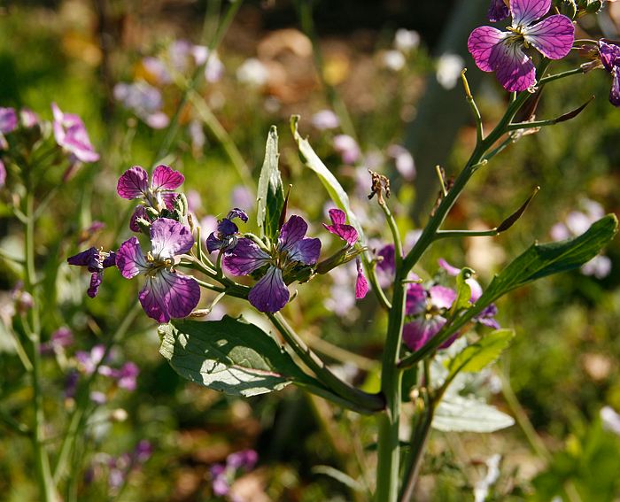 Garten-Rettich (Raphanus sativus)