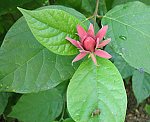 Gewrzstrauch (Calycanthus floridus) [3234 views]