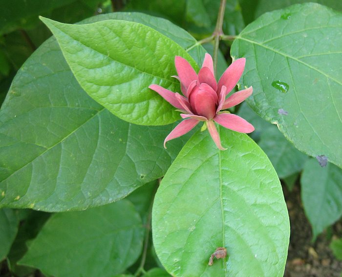 Gewrzstrauch (Calycanthus floridus)