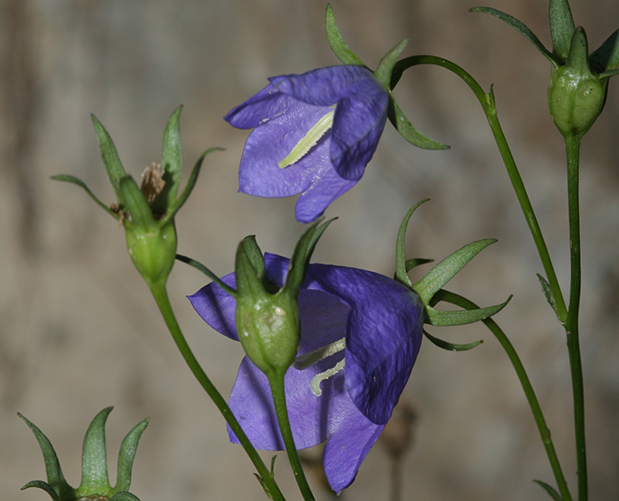 Pfirsichblttrige Glockenblume (Campanula persicifolia)