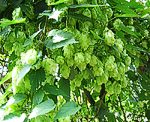 Hopfen (Humulus lupulus) [3608 views]