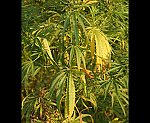 Hanf (Cannabis sativa) [3341 views]