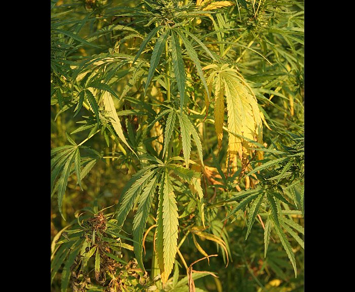 Hanf (Cannabis sativa)