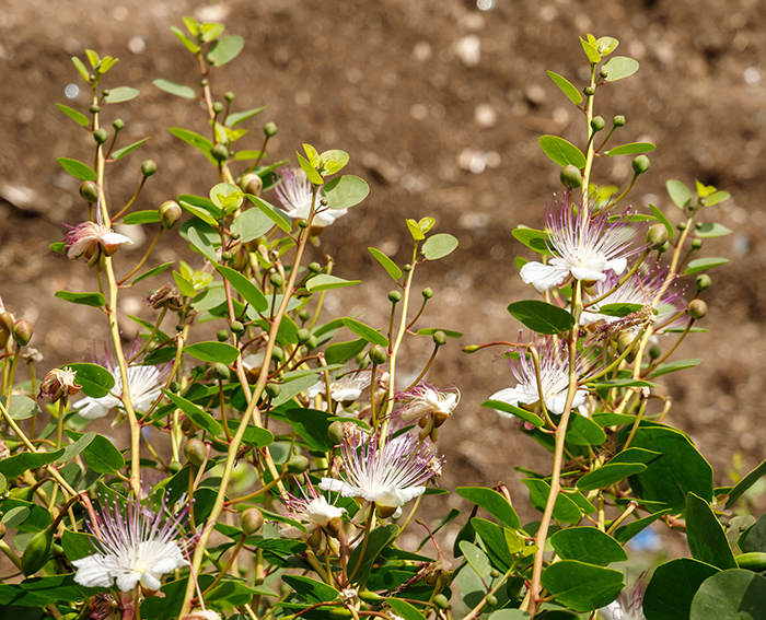 Kapernstrauch  (Capparis spinosa)