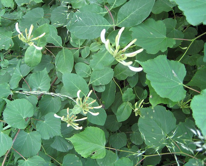Geißblatt (Lonicera periclymenum) 1, Wald-