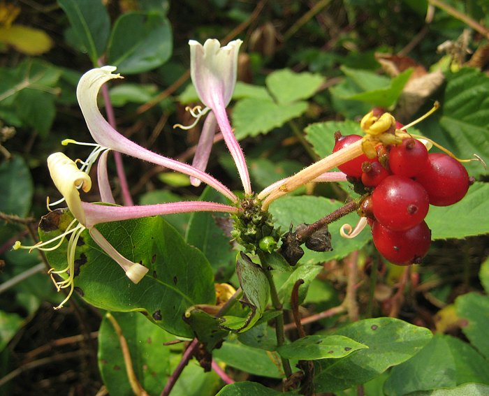 Geiblatt (Lonicera periclymenum) 2, Wald-