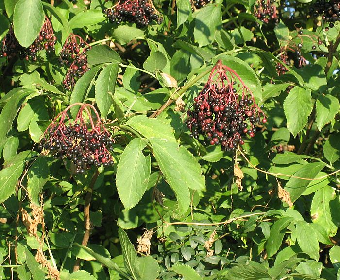 Holunder (Sambucus nigra), Schwarzer