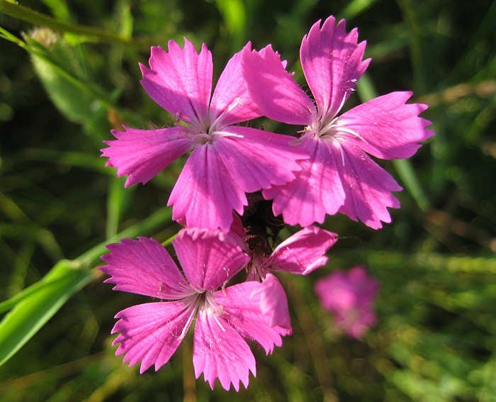 Karthuser-Nelke (Dianthus carthusianorum)