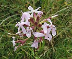 Seifenkraut (Saponaria officinalis), Gewhnliches- [3161 views]