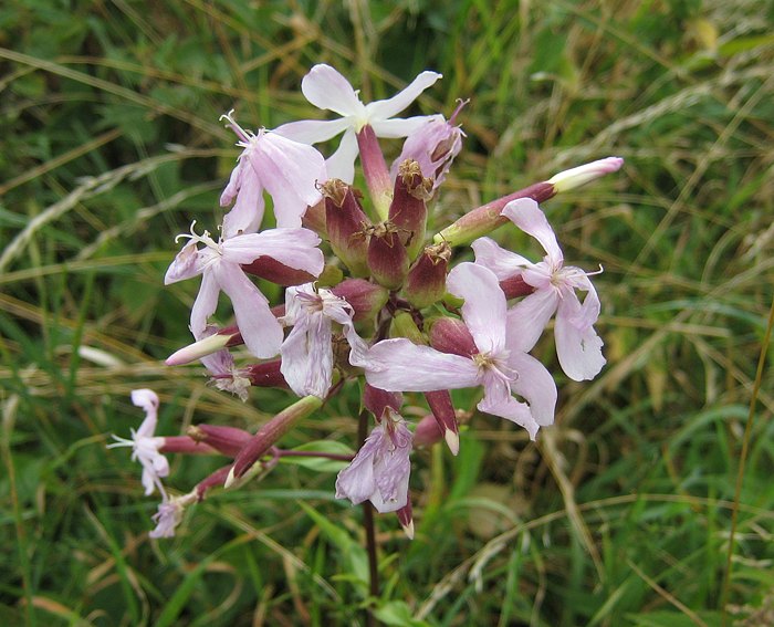 Seifenkraut (Saponaria officinalis), Gewhnliches-