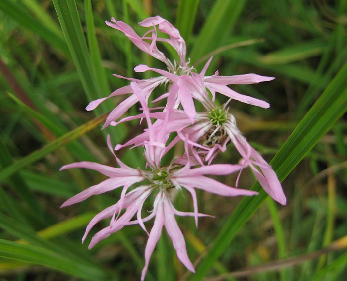 Kuckucks-Lichtnelke (Lychnis flos-cuculi)