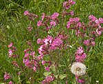 Rote Lichtnelke (Silene dioica) [3134 views]