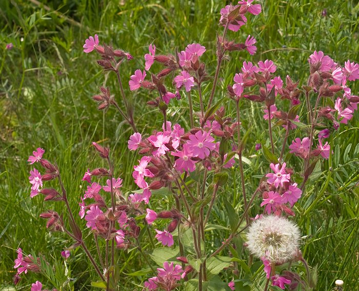 Rote Lichtnelke (Silene dioica)