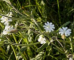 Weisse Lichtnelke (Silena alba) [3838 views]