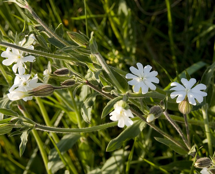 Weisse Lichtnelke (Silena alba)