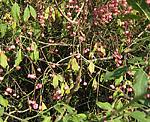 Pfaffenhtchen (Euonymus europaeus) [3024 views]