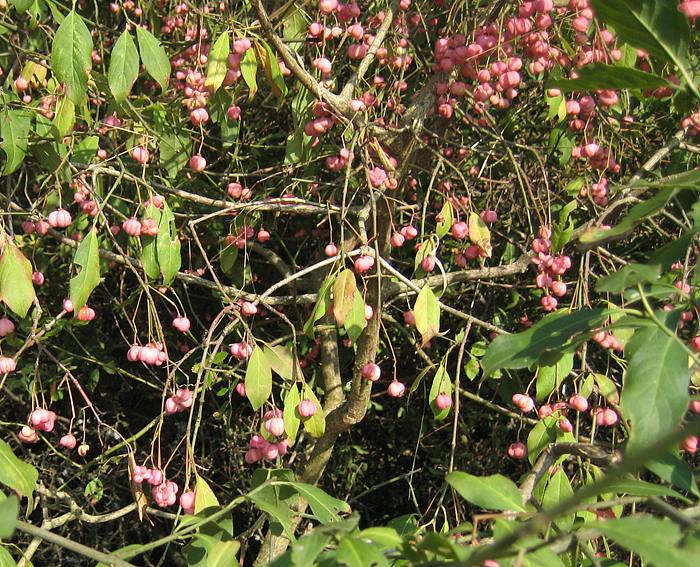 Pfaffenhtchen (Euonymus europaeus)