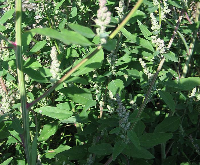 Gnsefu (Chenopodium album)