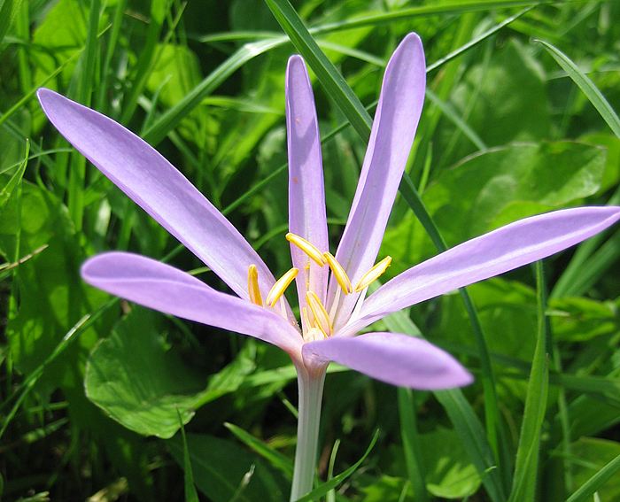 Herbstzeitlose (Colchicum autumnale)