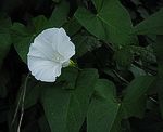 Echte Zaunwinde (Calystegia sepium) [3510 views]