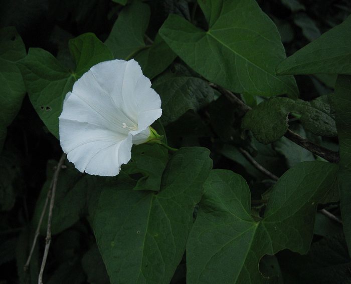 Echte Zaunwinde (Calystegia sepium)