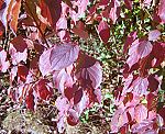 Hartriegel (Cornus sanguinea), Roter- [3659 views]