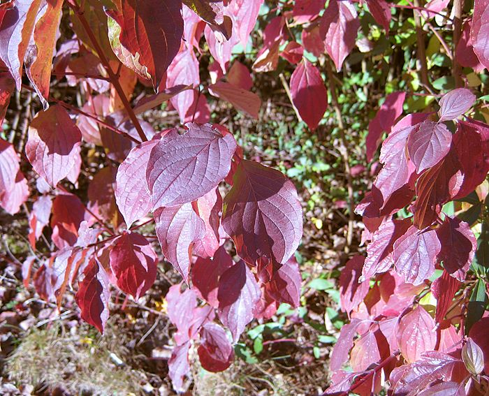 Hartriegel (Cornus sanguinea), Roter-