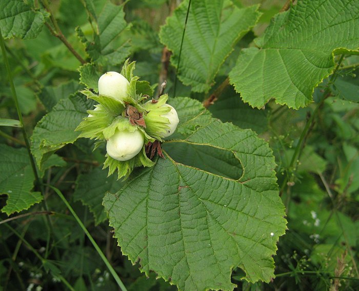 Haselnuss (Corylus avellana)