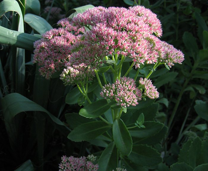 Fetthenne (Sedum spectabile)