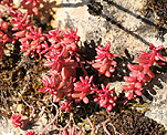 Mauerpfeffer (Sedum spurium), Roter- [4244 views]