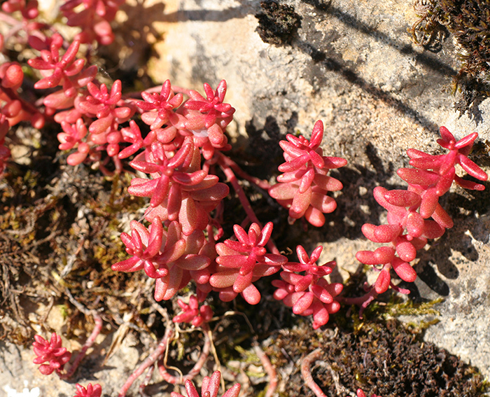 Mauerpfeffer (Sedum spurium), Roter-