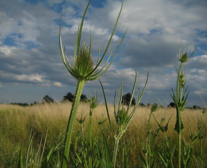 Karde (Dipsacus fullonum), Wilde-