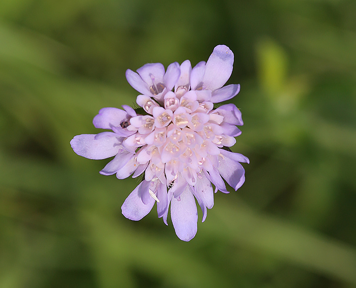 Tauben-Skabiose (Scabiosa columbaria)