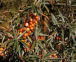 Sanddorn (Hippophae rhamnoides) [3613 views]