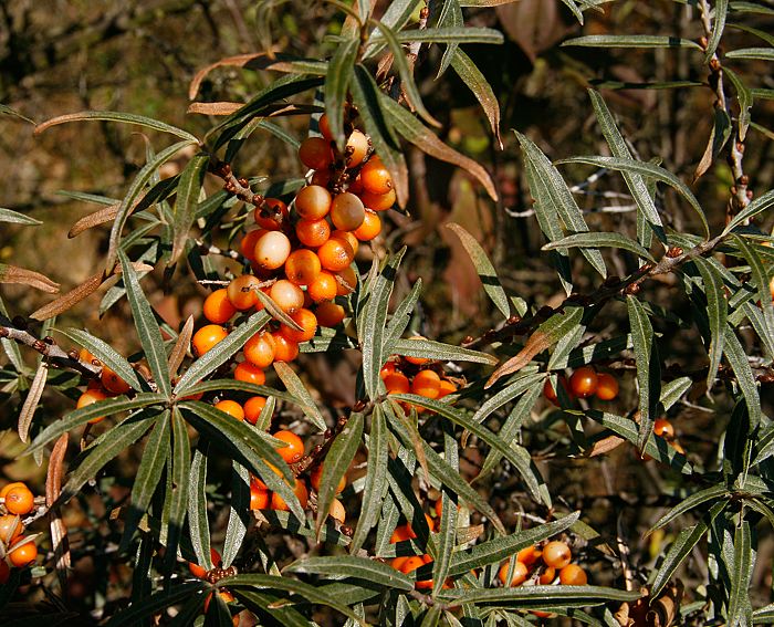 Sanddorn (Hippophae rhamnoides)