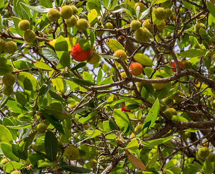 Erdbeerbaum (Arbutus unedo)