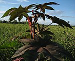 Wunderbaum (Ricinus communis) Ricinus [3603 views]