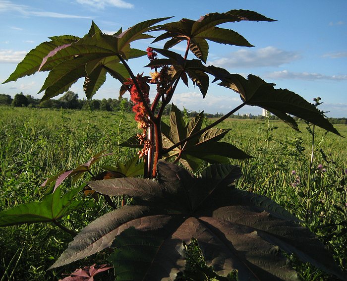 Wunderbaum (Ricinus communis) Ricinus