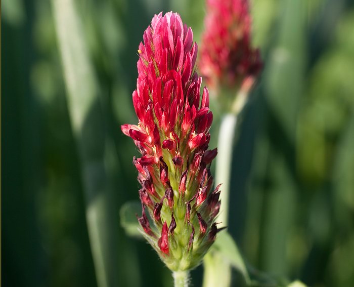 Purpur-Klee (Trifolium rubens)