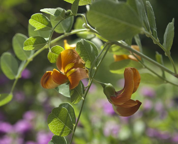 Blasenstrauch (Colutea arborescens)