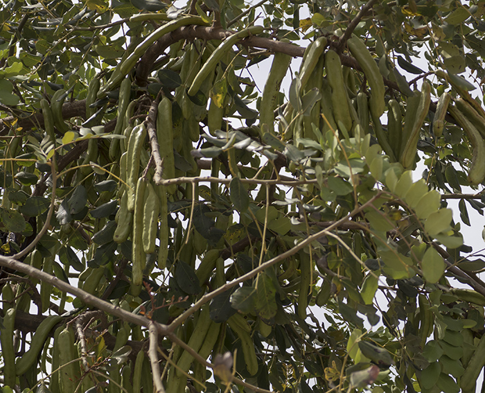 Johannisbrotbaum (Ceratonia siliqua)