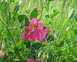 Knollen-Platterbse (Lathyrus tuberosus) [3582 views]