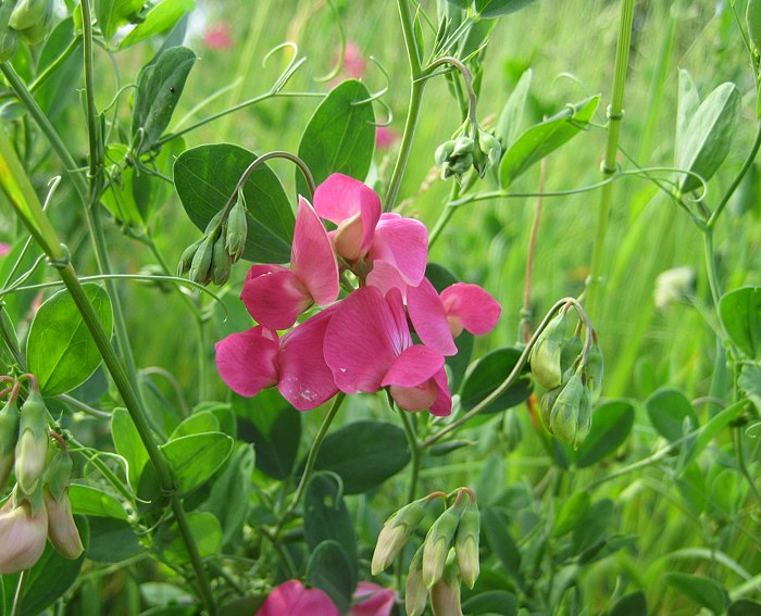 Knollen-Platterbse (Lathyrus tuberosus)