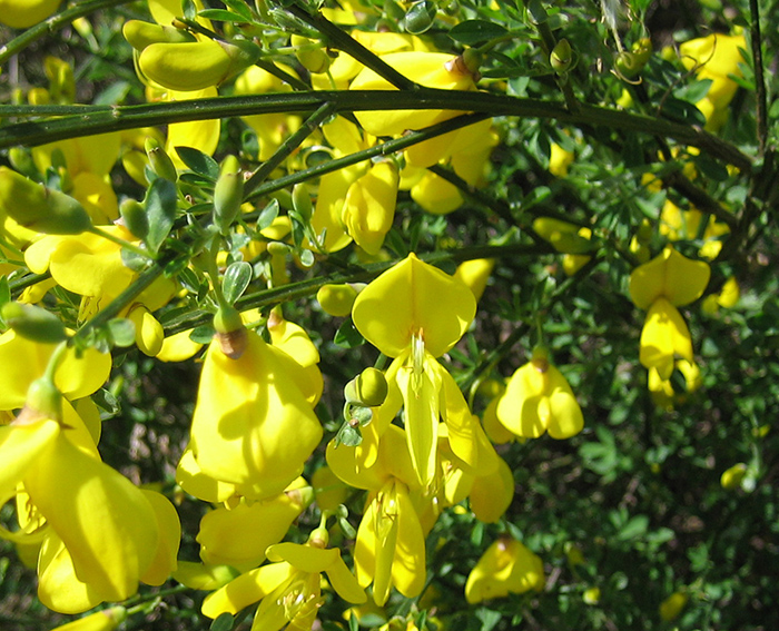 Besenginster (Sarothamnus scoparius)