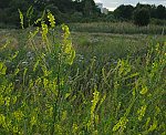 Steinklee (Melilotus officinalis) Gelber- [3431 views]