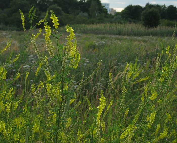 Steinklee (Melilotus officinalis) Gelber-