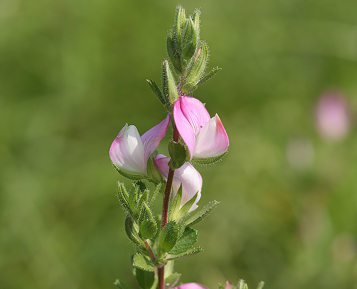 Dornige Hauhechel (Ononis spinosa)