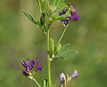 Luzerne (Medicago sativa) [3739 views]