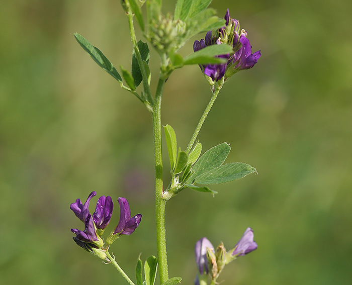 Luzerne (Medicago sativa)