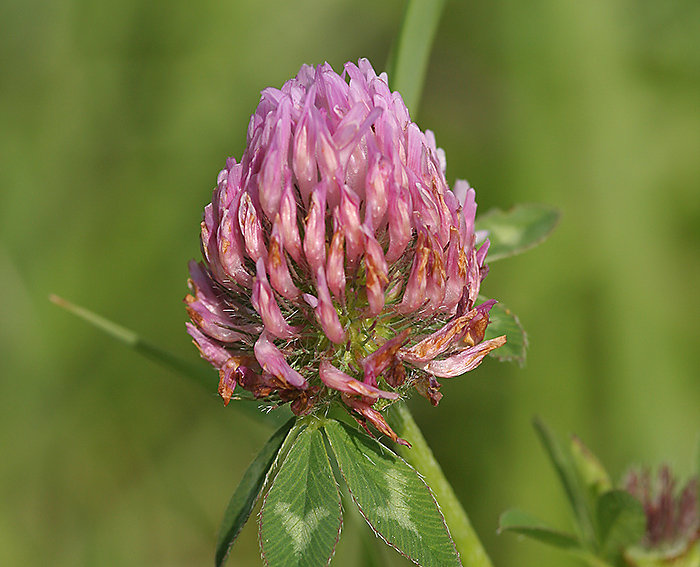 Rotklee (Trifolium pratense)